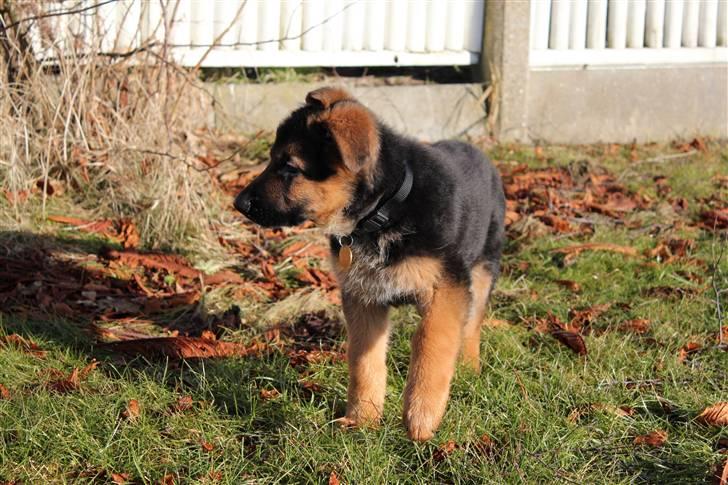 Schæferhund Lobo billede 1
