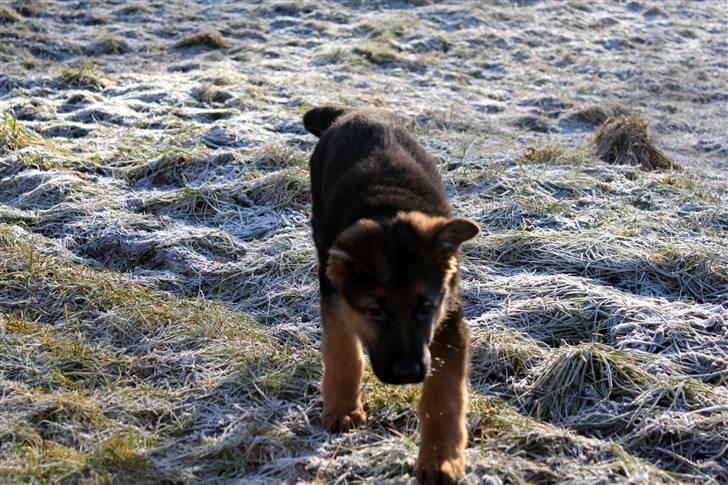 Schæferhund Lobo billede 2