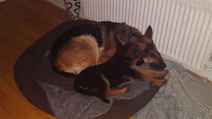 Schæferhund Lobo billede 3