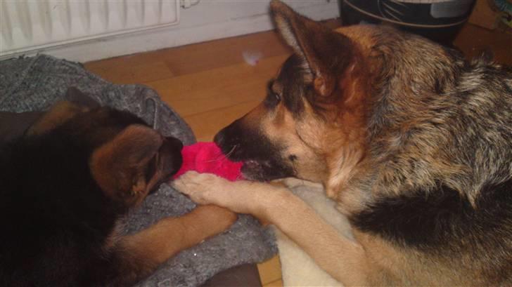 Schæferhund Lobo billede 6