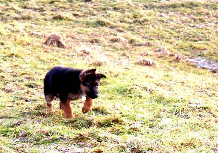 Schæferhund Lobo billede 7
