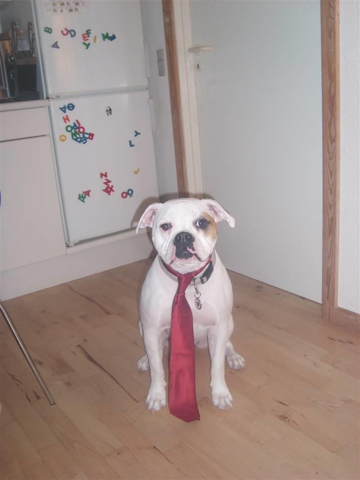 Blanding af racer Bertha - bertha i nytårshumør :-) billede 18