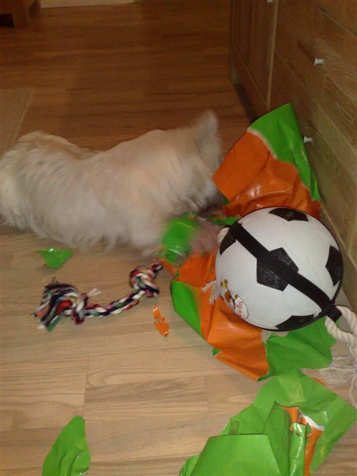 West highland white terrier Matchmaker (Felix) - Han vil selv pakke sine fødselsdagsgaver op :P billede 20