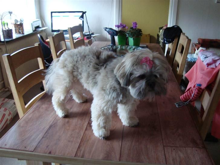 Lhasa apso Bianca billede 18