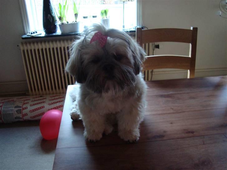 Lhasa apso Bianca billede 19