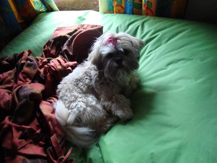Lhasa apso Bianca billede 20