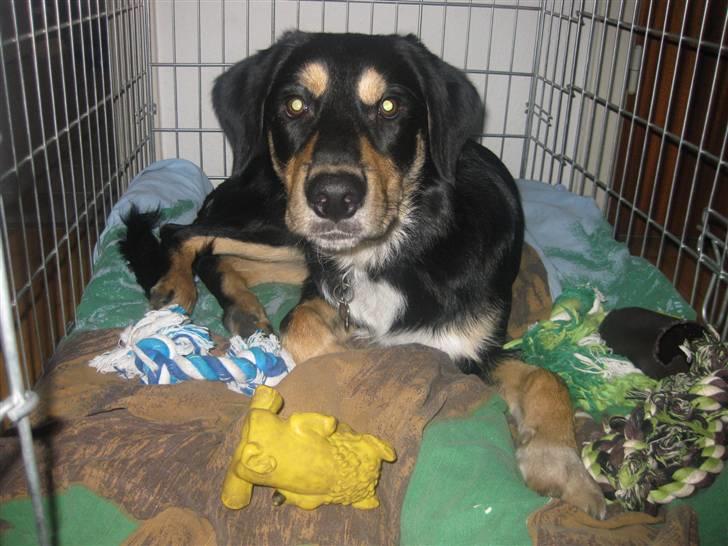 Blanding af racer Coda billede 12