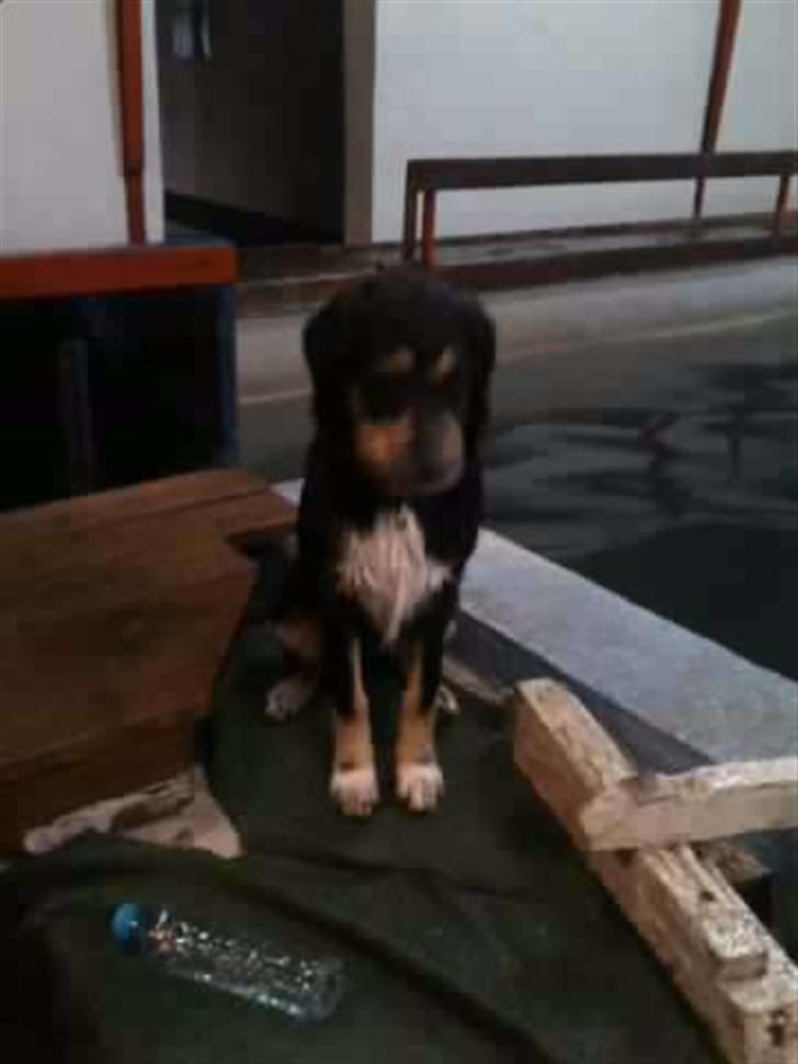 Blanding af racer Coda - Coda med på arbejde billede 13