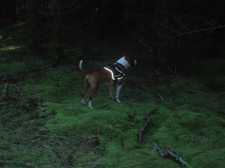 Staffordshire bull terrier Arthos billede 1