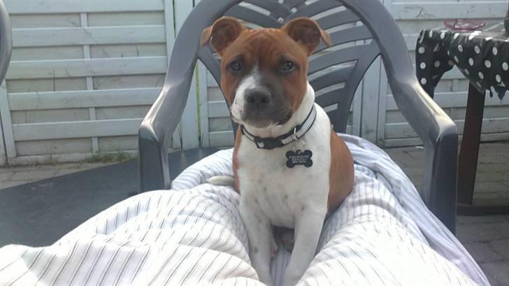 Staffordshire bull terrier Arthos billede 2