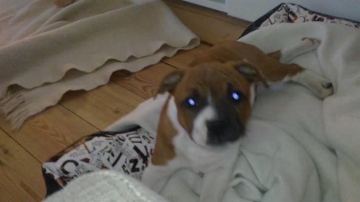 Staffordshire bull terrier Arthos billede 4