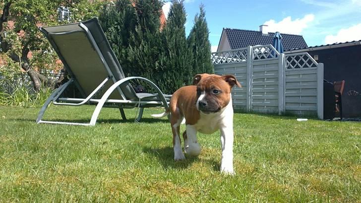 Staffordshire bull terrier Arthos billede 5