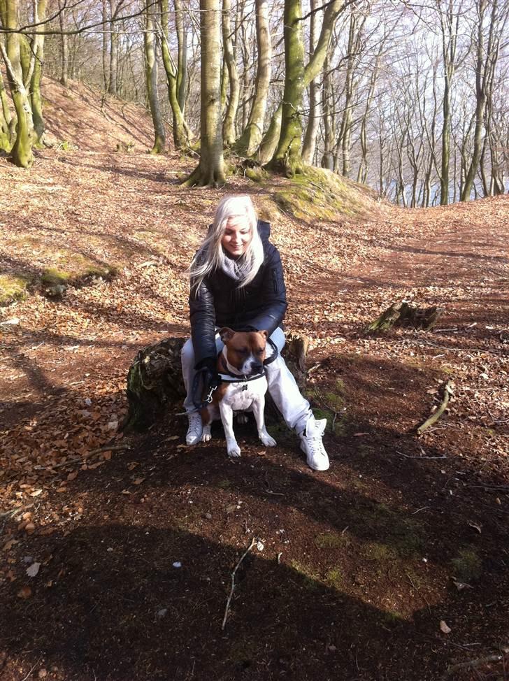 Staffordshire bull terrier Arthos billede 6