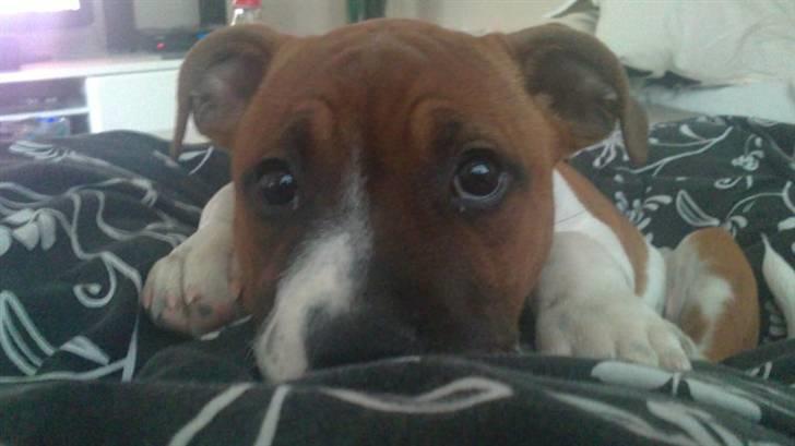 Staffordshire bull terrier Arthos billede 7