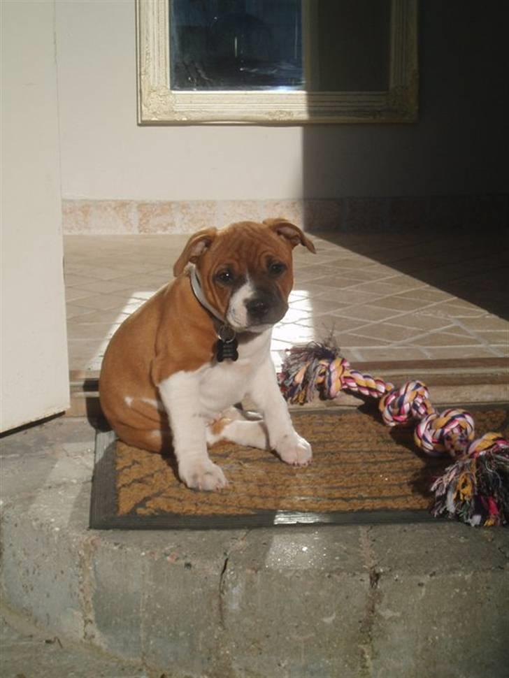 Staffordshire bull terrier Arthos billede 8