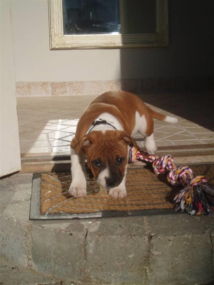 Staffordshire bull terrier Arthos billede 9