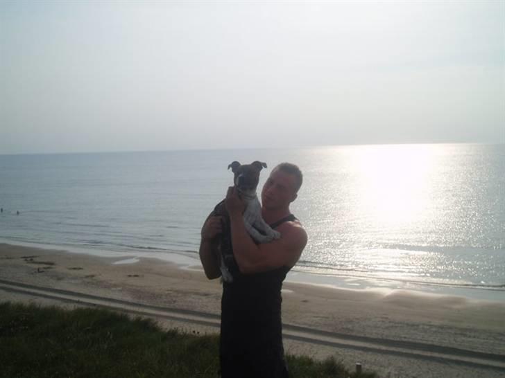 Staffordshire bull terrier Arthos billede 10