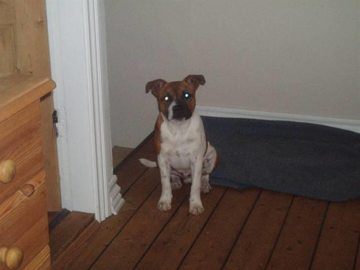 Staffordshire bull terrier Arthos billede 11