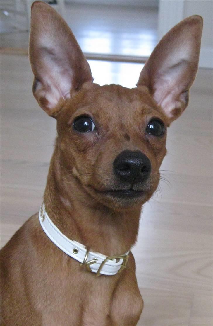 Dvaergpinscher Bailey - 5 måneder billede 1