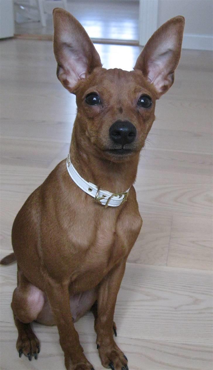 Dvaergpinscher Bailey - 5 måneder billede 2