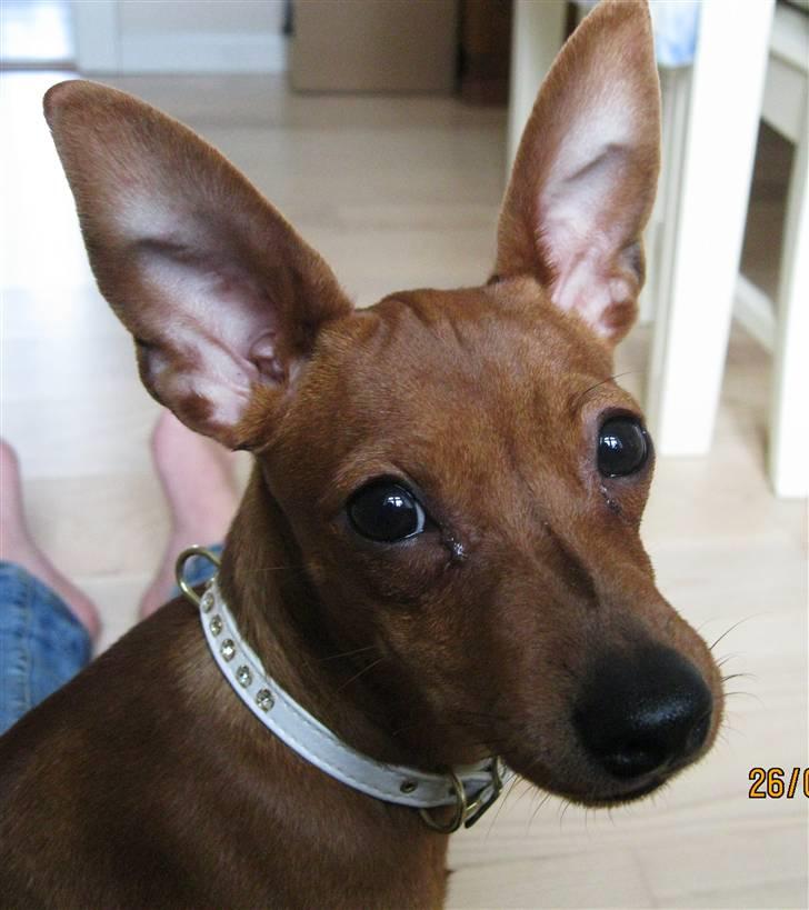 Dvaergpinscher Bailey - 5 måneder billede 3