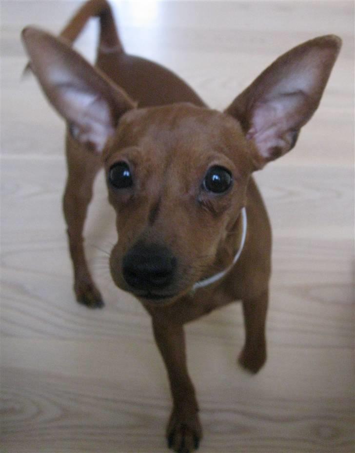 Dvaergpinscher Bailey - 5 måneder billede 4