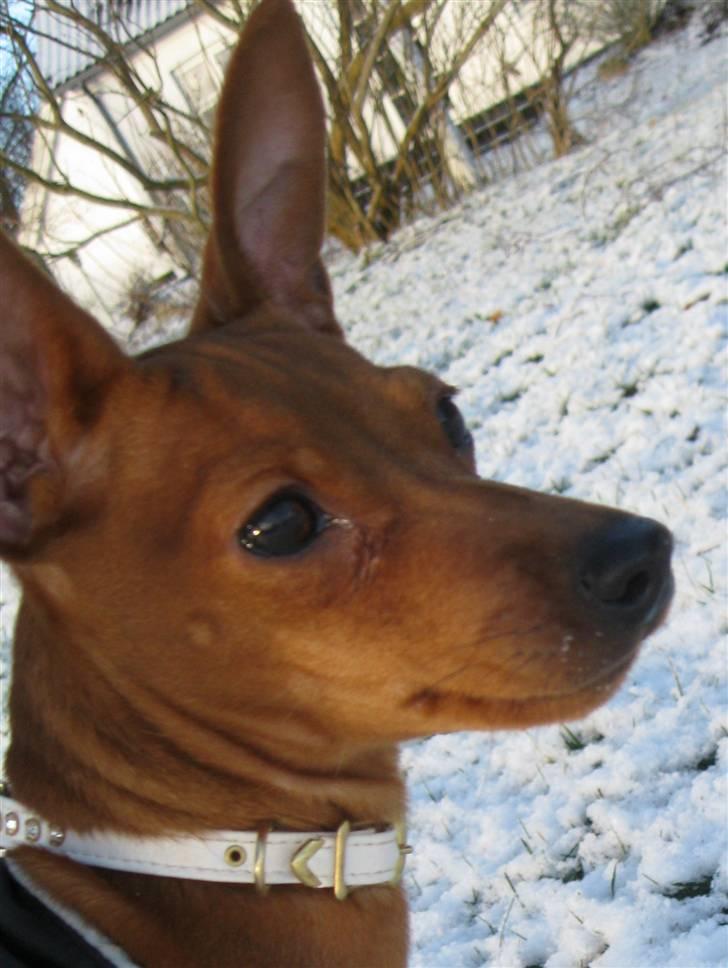 Dvaergpinscher Bailey - 5 måneder billede 5