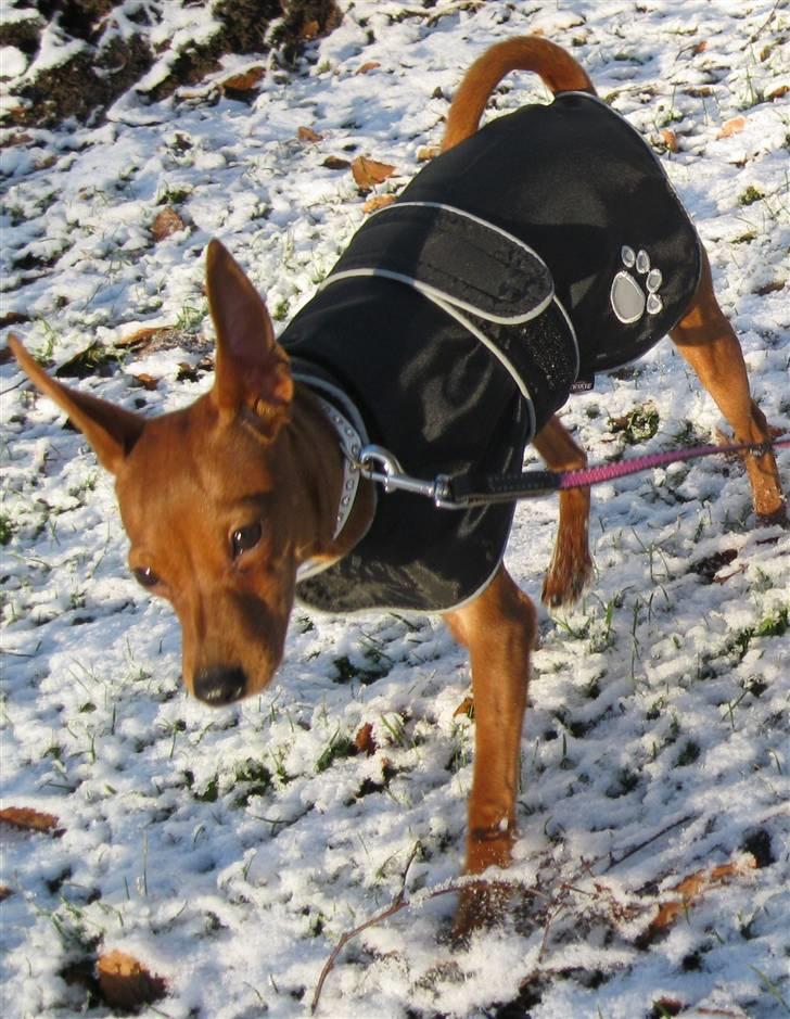 Dvaergpinscher Bailey - 5 måneder billede 6