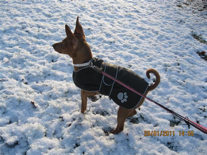 Dvaergpinscher Bailey - 5 måneder billede 7