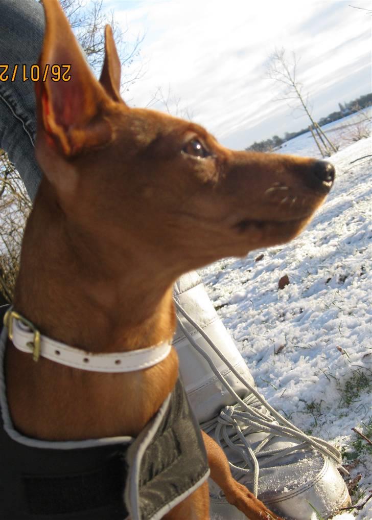 Dvaergpinscher Bailey - 5 måneder billede 8