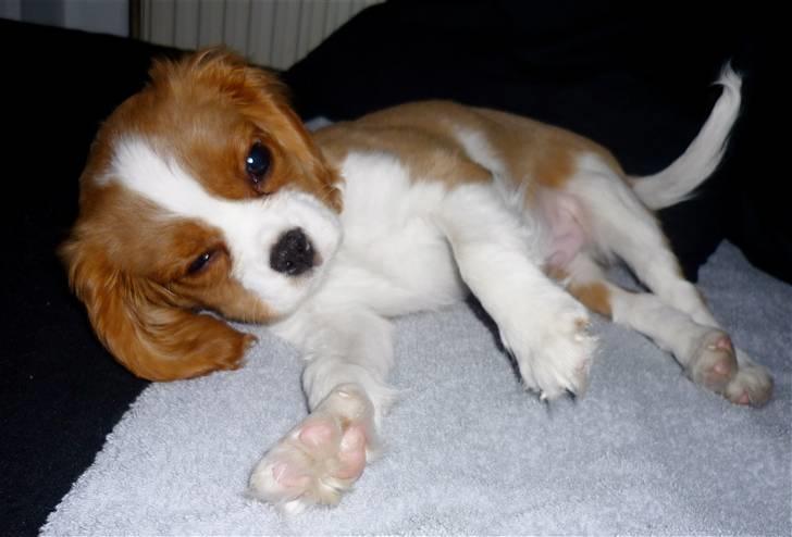 Cavalier king charles spaniel Jagger billede 5