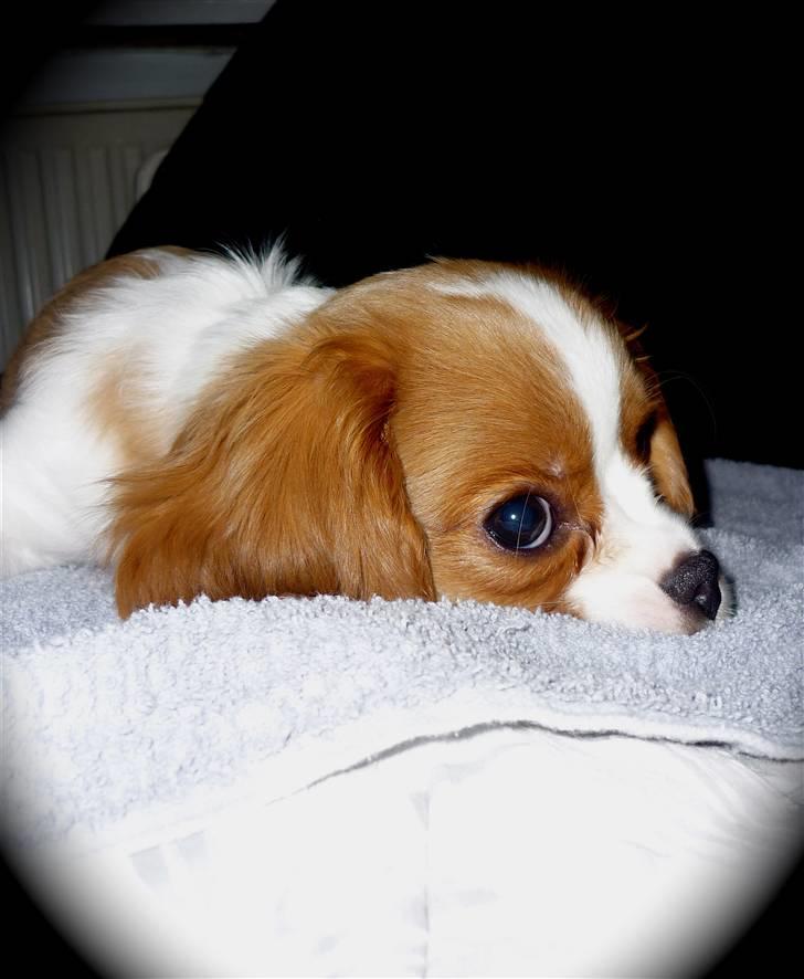Cavalier king charles spaniel Jagger billede 10