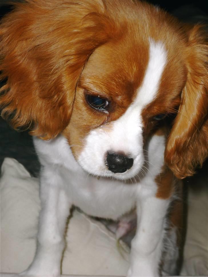 Cavalier king charles spaniel Jagger billede 3