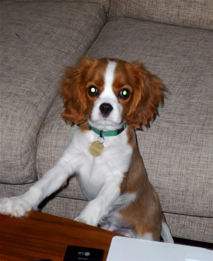 Cavalier king charles spaniel Jagger billede 12