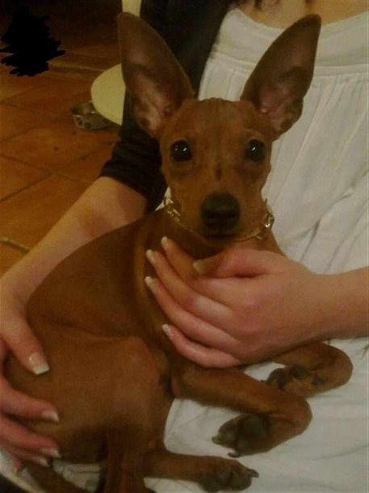 Dvaergpinscher Bailey - billedet blev taget den aften hvor at jeg fik hende hjem :)  d 19/1-11 billede 9