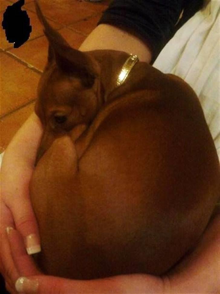 Dvaergpinscher Bailey - billedet blev taget den aften hvor at jeg fik hende hjem :) billede 10