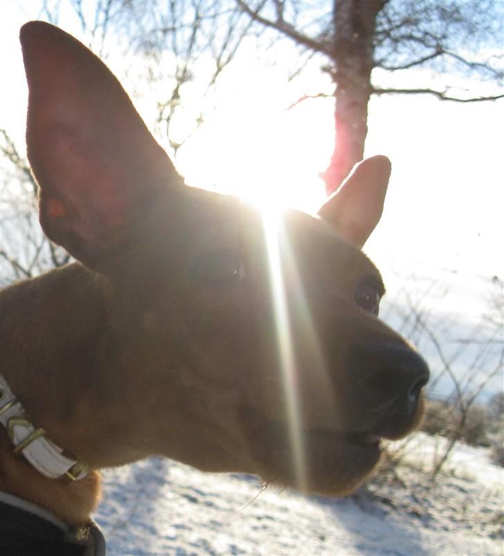 Dvaergpinscher Bailey - jeg gør lige af kamararet :) billede 11