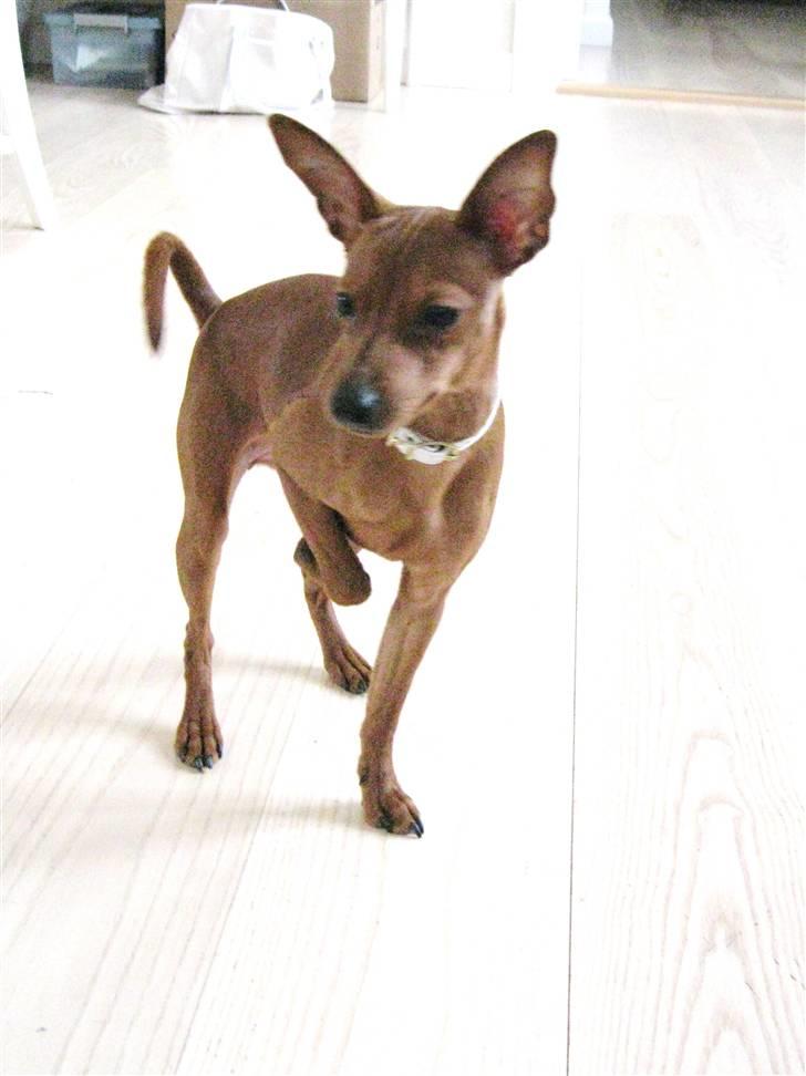 Dvaergpinscher Bailey billede 12