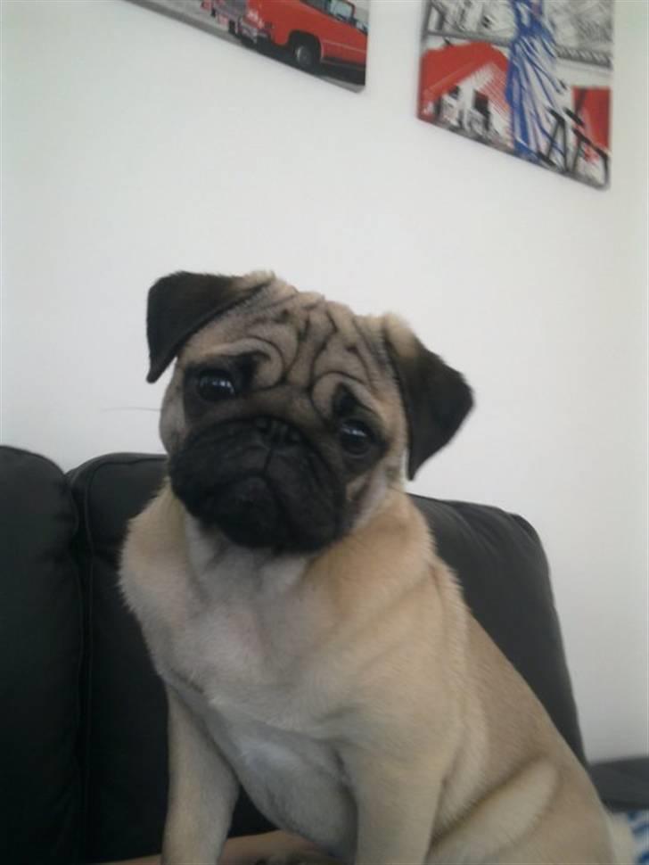 Mops basse billede 15