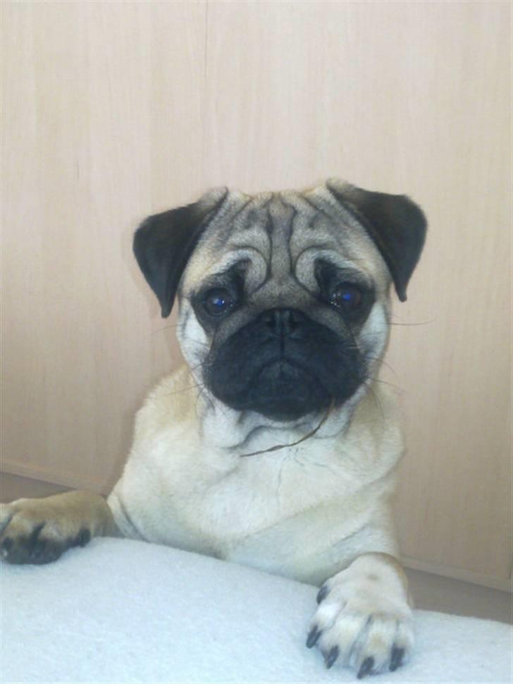 Mops basse billede 16