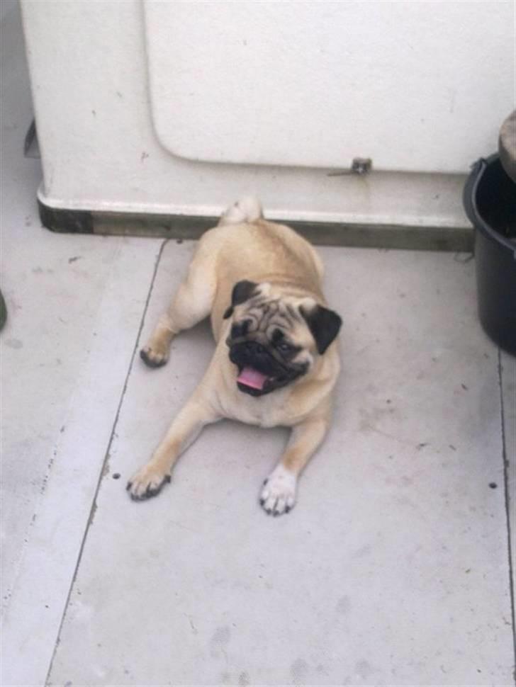 Mops basse billede 17