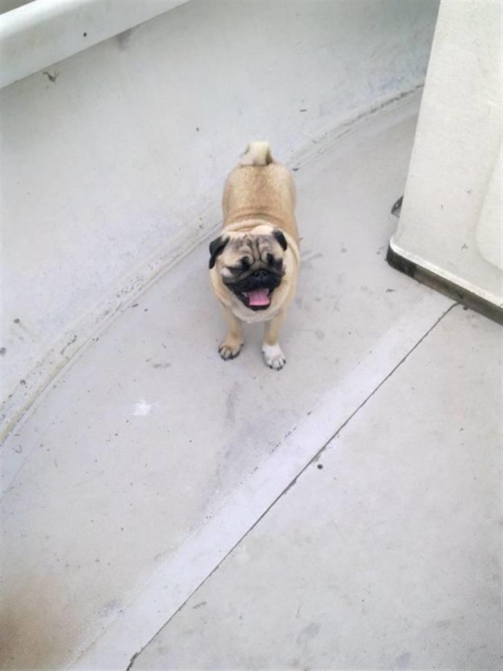 Mops basse billede 18