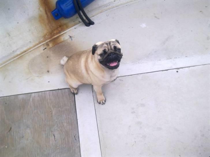 Mops basse billede 19