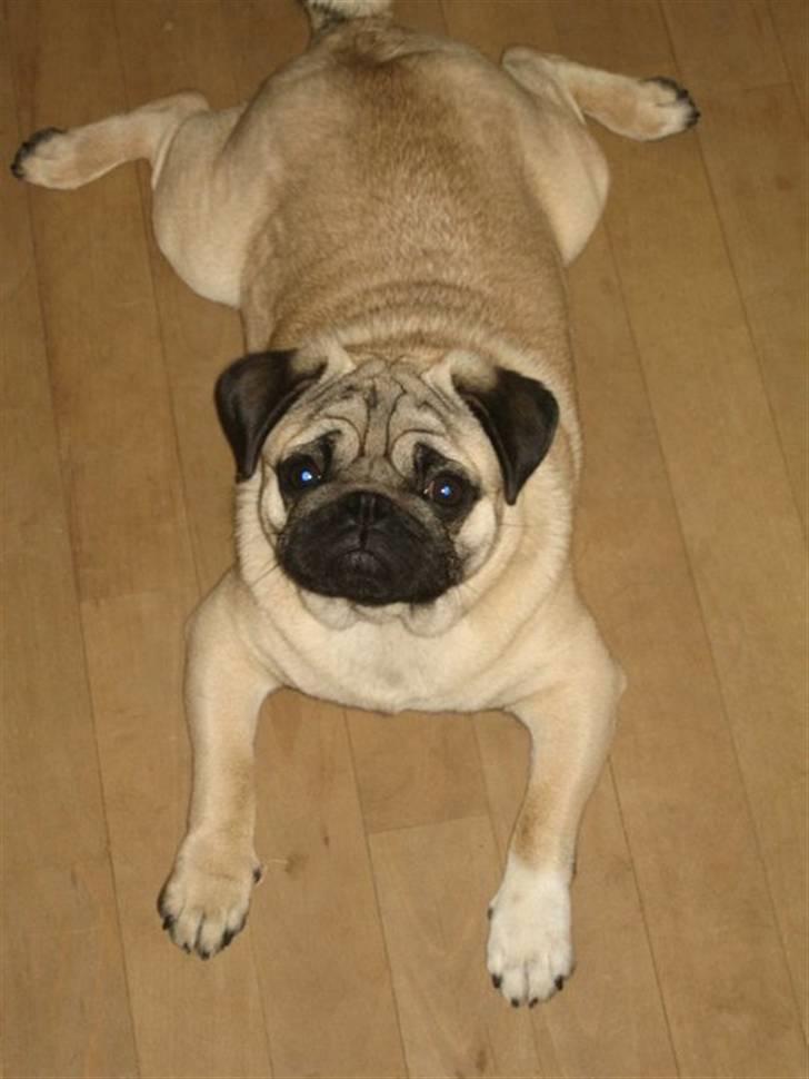 Mops basse billede 20