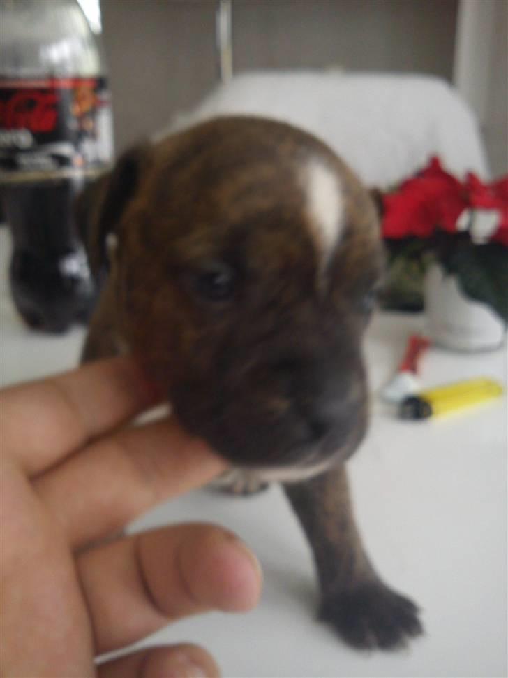 Staffordshire bull terrier Oscar Aflivet billede 1