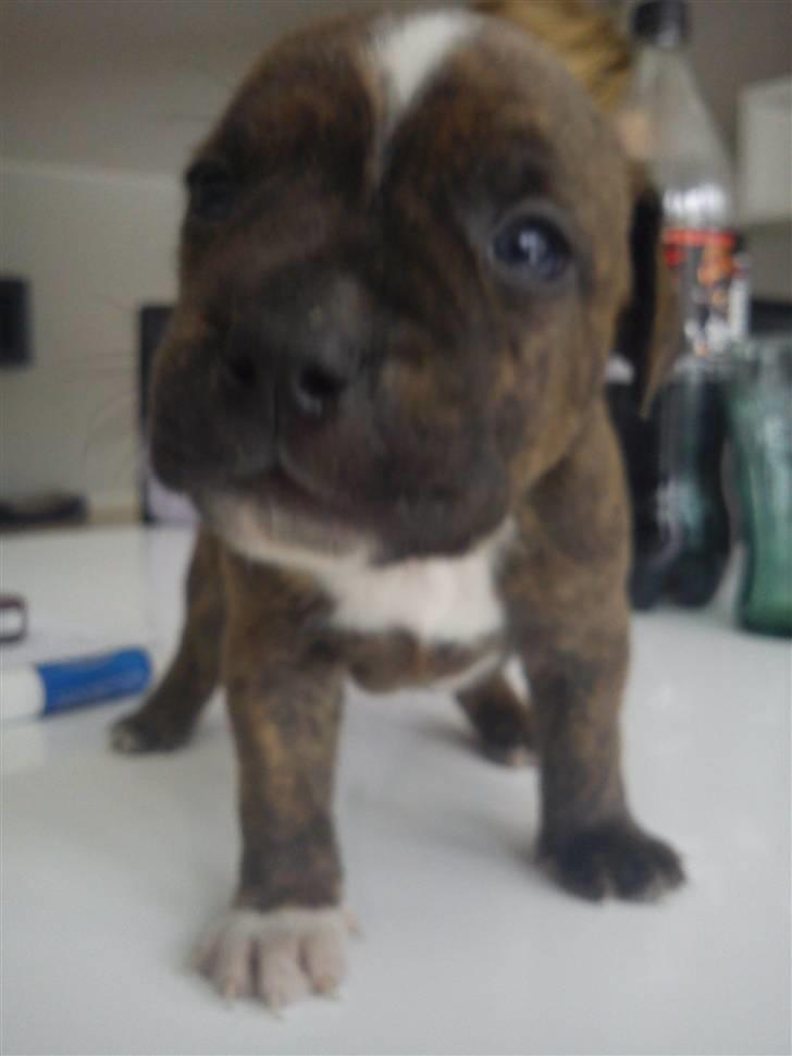 Staffordshire bull terrier Oscar Aflivet billede 2