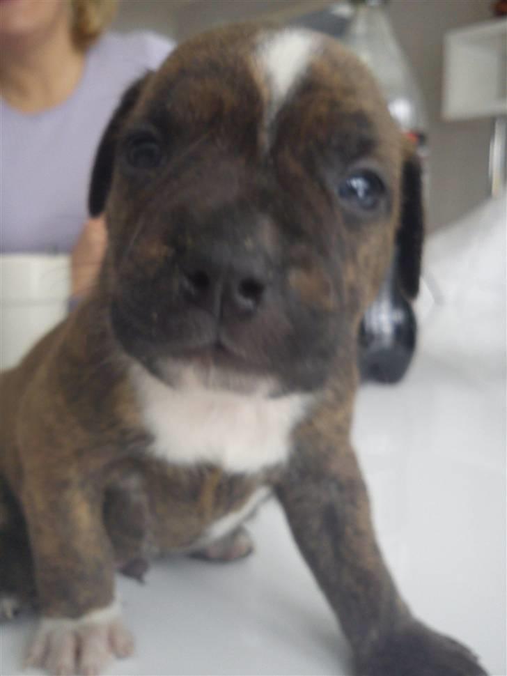 Staffordshire bull terrier Oscar Aflivet billede 3