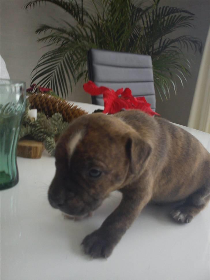 Staffordshire bull terrier Oscar Aflivet billede 4
