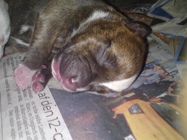Staffordshire bull terrier Oscar Aflivet billede 5