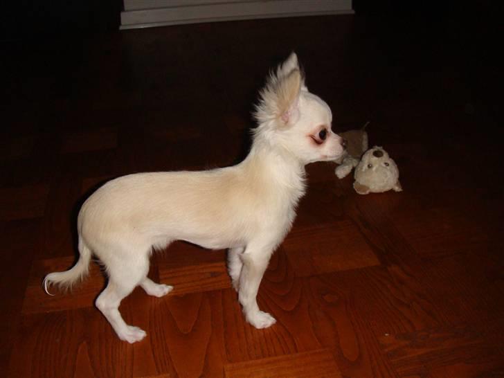 Chihuahua Mille billede 1